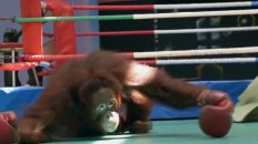La triste vida de orangutanes en un zoo