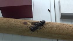 Peleas de escarabajos