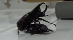 El casquete del escarabajo ganador
