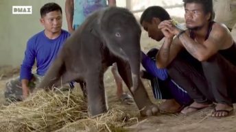 Los primeros minutos de vida de una bebé elefante
