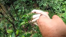 Grabaciones en la selva, serpiente albina