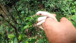 Grabaciones en la selva, serpiente albina
