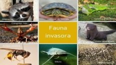 Fauna Invasora
