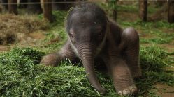 Nacimiento de un bebé elefante
