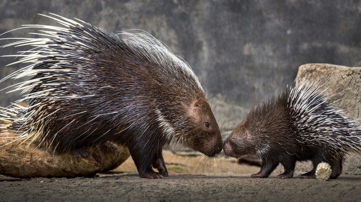 Diferencia Entre Erizo Y Puerco Espin naturalfrank.com